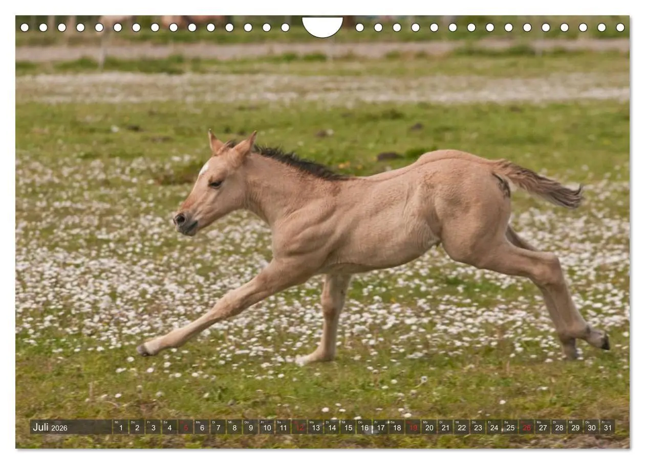 Bild: 9783457983492 | Fohlen - Lustige Pferdekinder (Wandkalender 2026 DIN A4 quer),...