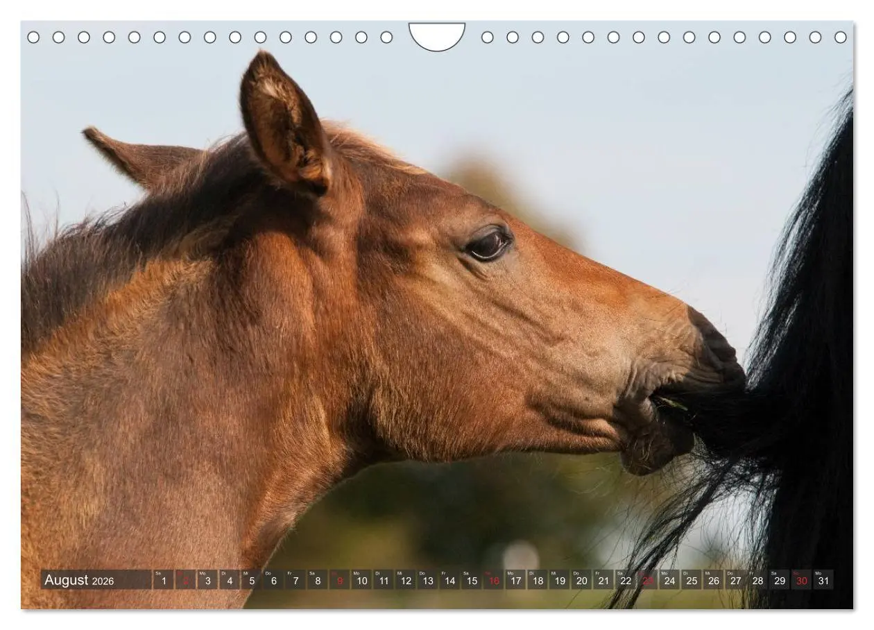 Bild: 9783457983492 | Fohlen - Lustige Pferdekinder (Wandkalender 2026 DIN A4 quer),...