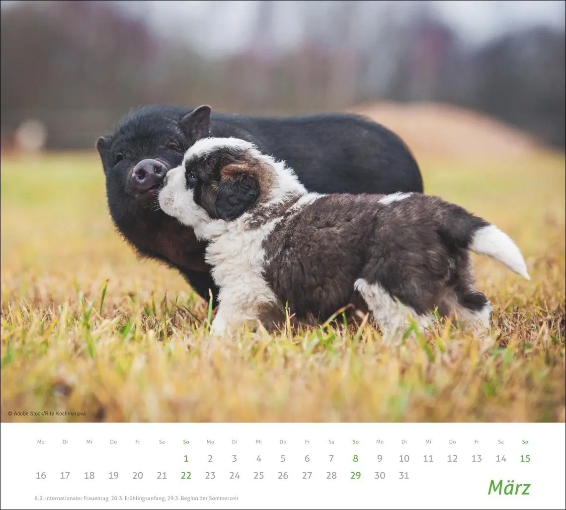 Bild: 9783756413492 | times&amp;more Echte Freunde Bildkalender 2026 | Heye | Kalender | 14 S.
