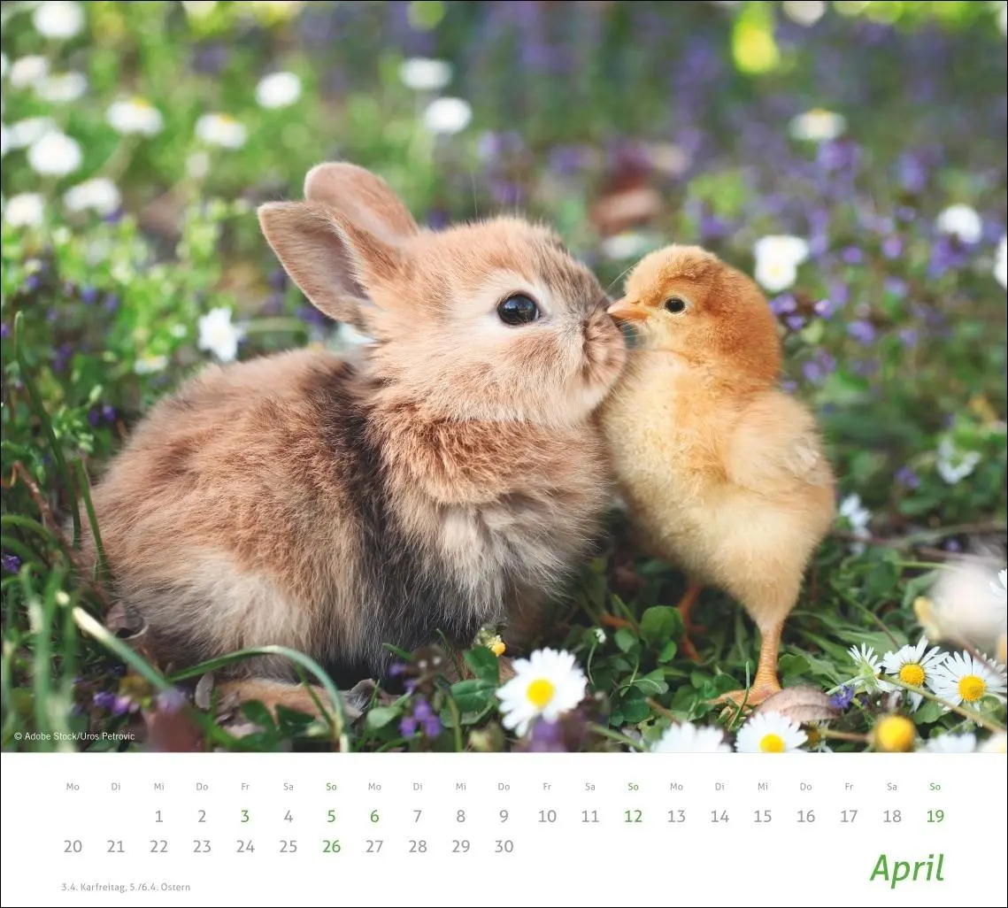 Bild: 9783756413492 | times&amp;more Echte Freunde Bildkalender 2026 | Heye | Kalender | 14 S.