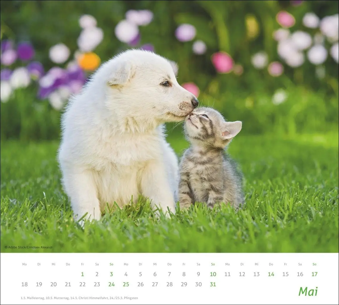 Bild: 9783756413492 | times&amp;more Echte Freunde Bildkalender 2026 | Heye | Kalender | 14 S.