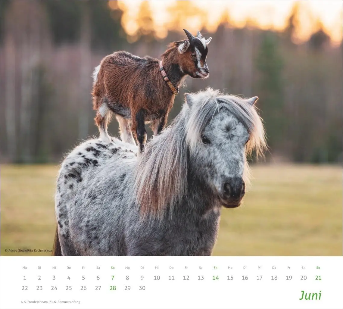 Bild: 9783756413492 | times&amp;more Echte Freunde Bildkalender 2026 | Heye | Kalender | 14 S.