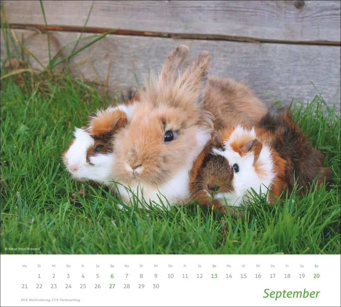 Bild: 9783756413492 | times&amp;more Echte Freunde Bildkalender 2026 | Heye | Kalender | 14 S.