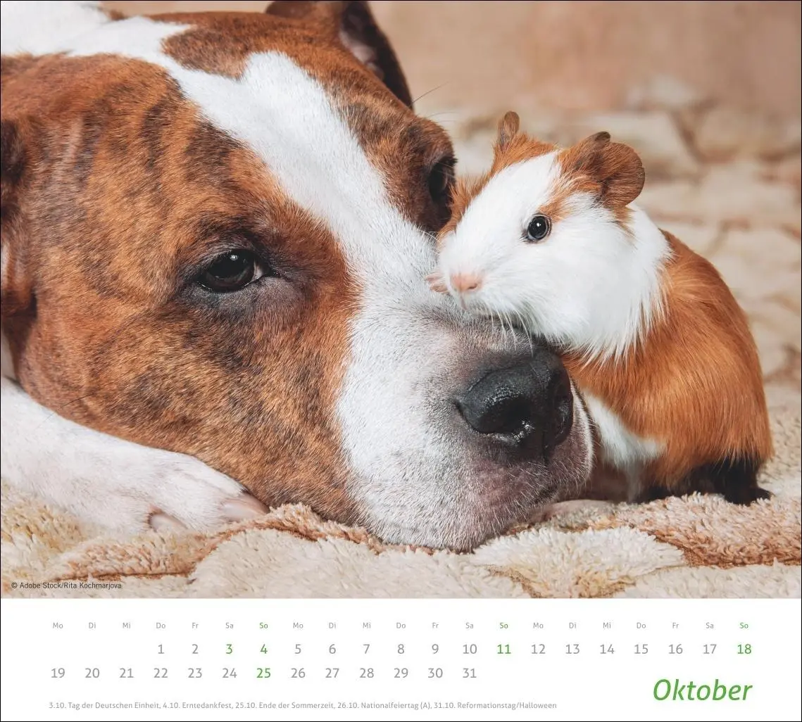 Bild: 9783756413492 | times&amp;more Echte Freunde Bildkalender 2026 | Heye | Kalender | 14 S.