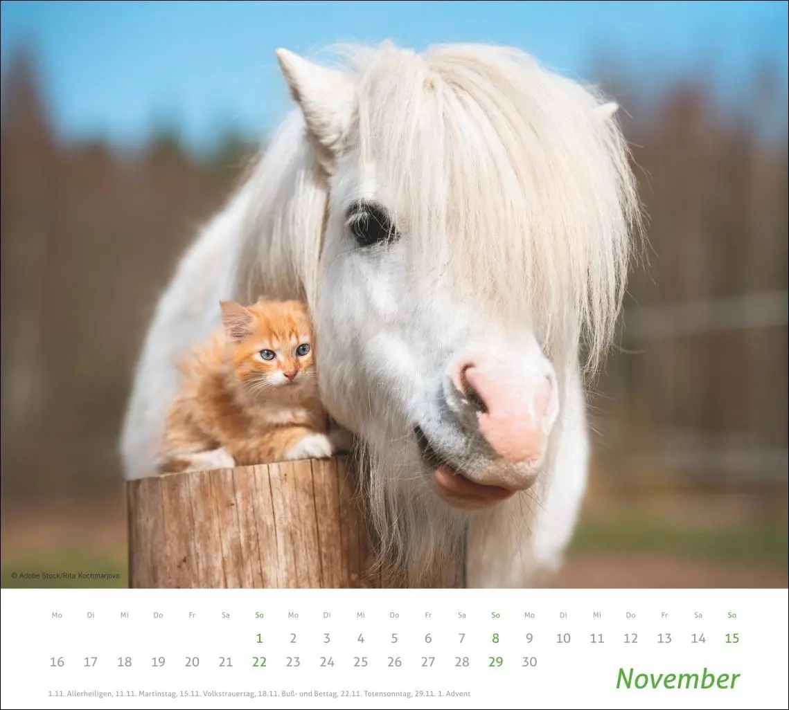 Bild: 9783756413492 | times&amp;more Echte Freunde Bildkalender 2026 | Heye | Kalender | 14 S.