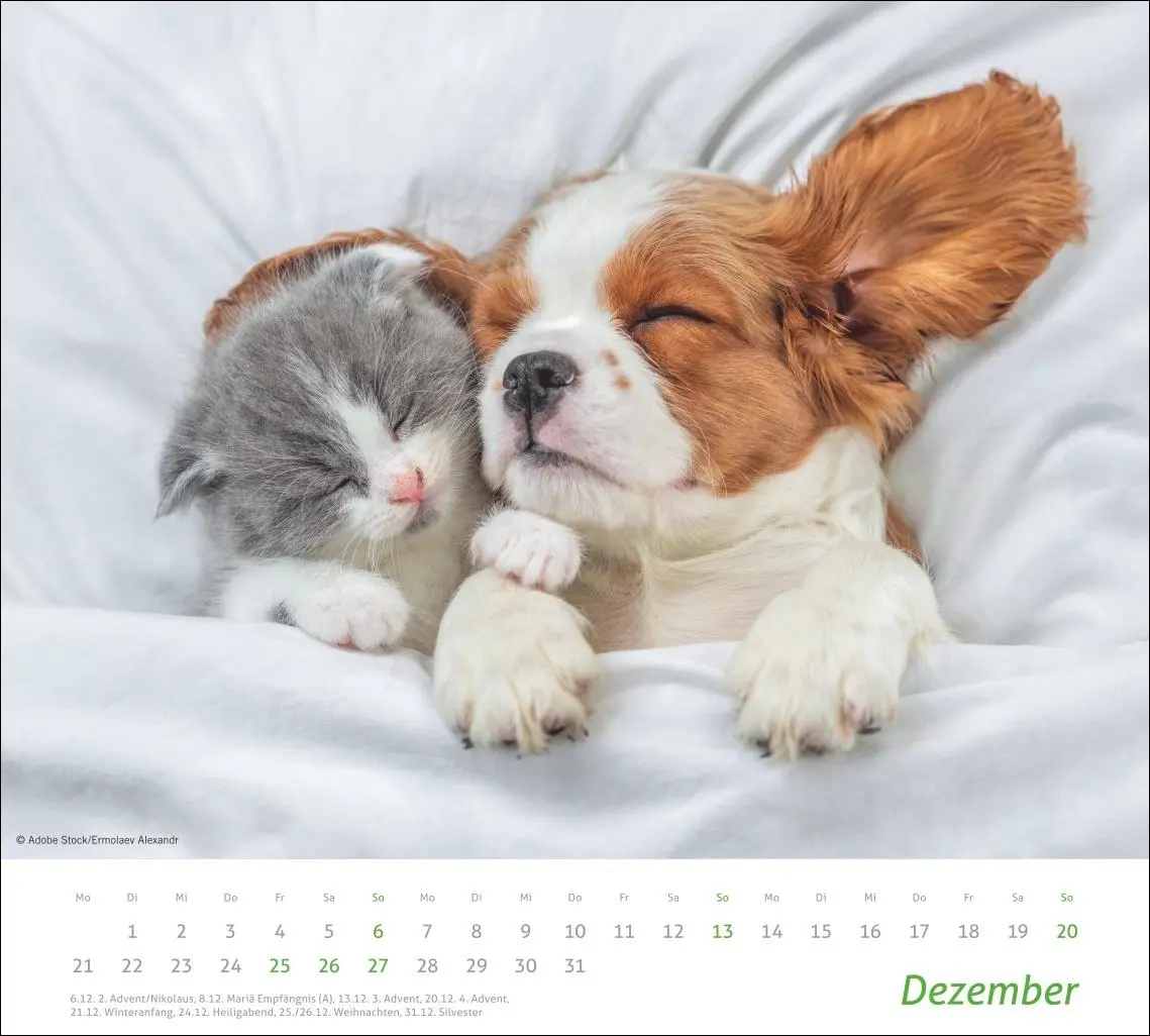 Bild: 9783756413492 | times&amp;more Echte Freunde Bildkalender 2026 | Heye | Kalender | 14 S.