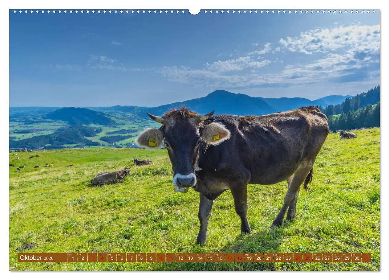 Bild: 9783457733592 | Allgäuer Schönheiten Allgäu - Land der Kühe (hochwertiger Premium...