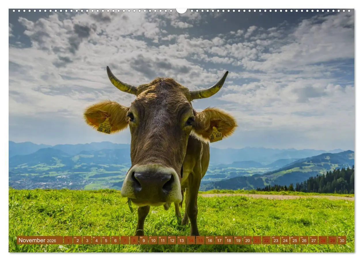 Bild: 9783457733592 | Allgäuer Schönheiten Allgäu - Land der Kühe (hochwertiger Premium...