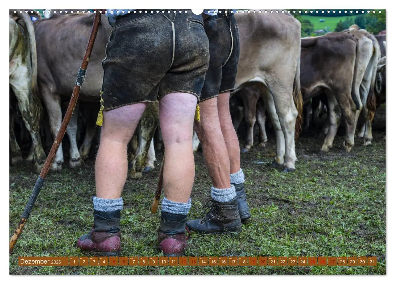 Bild: 9783457733592 | Allgäuer Schönheiten Allgäu - Land der Kühe (hochwertiger Premium...