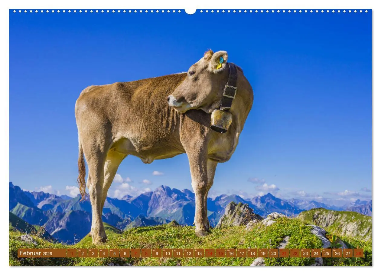 Bild: 9783457733592 | Allgäuer Schönheiten Allgäu - Land der Kühe (hochwertiger Premium...