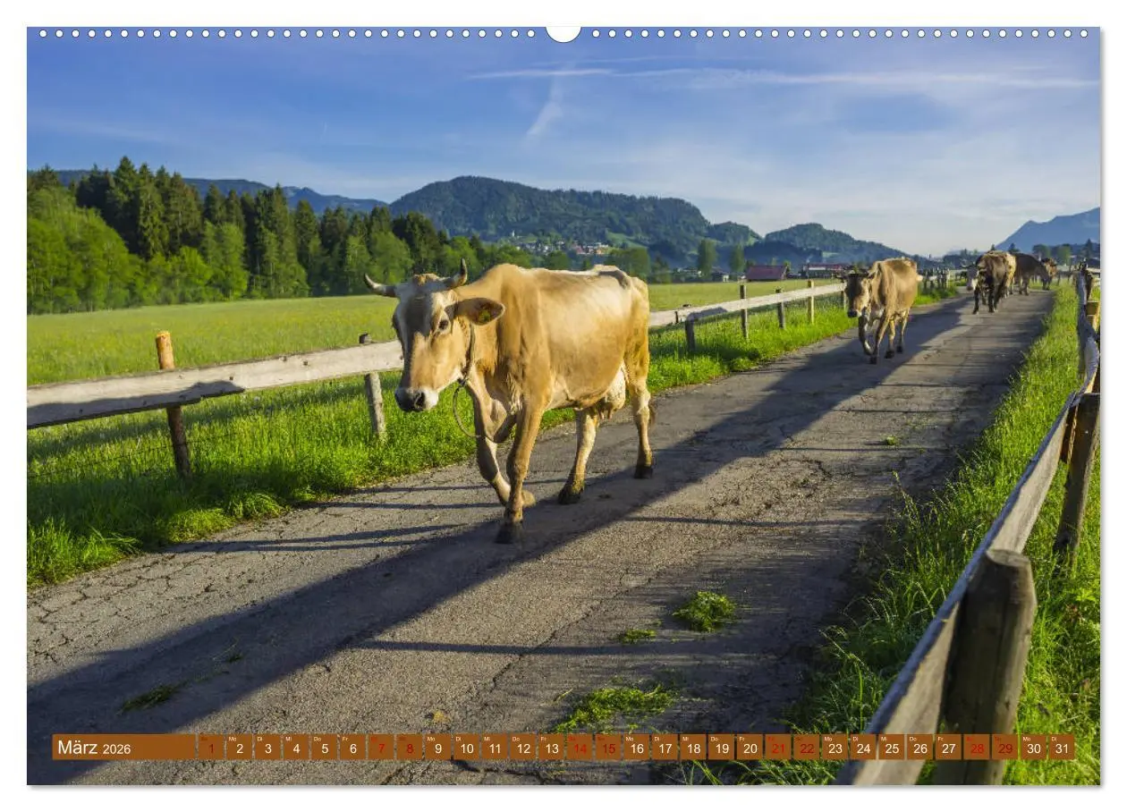 Bild: 9783457733592 | Allgäuer Schönheiten Allgäu - Land der Kühe (hochwertiger Premium...