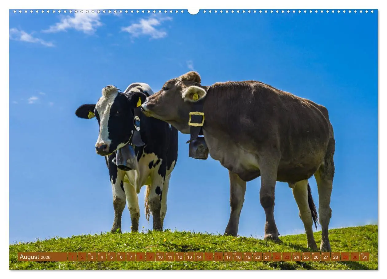 Bild: 9783457733592 | Allgäuer Schönheiten Allgäu - Land der Kühe (hochwertiger Premium...