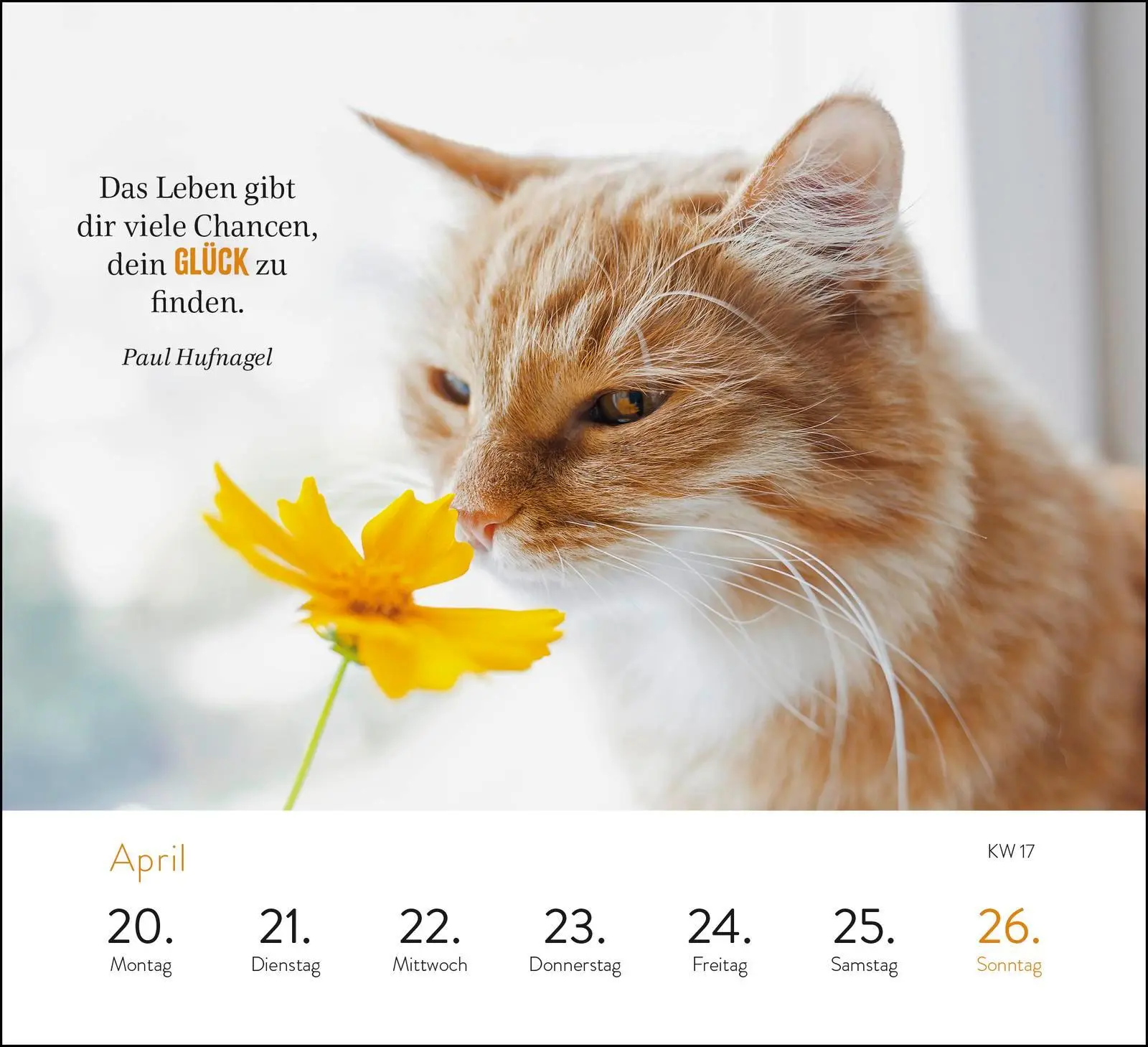 Bild: 4036442013892 | Wochenkalender 2026: Kluge Katzen | Groh Verlag | Kalender | 108 S.