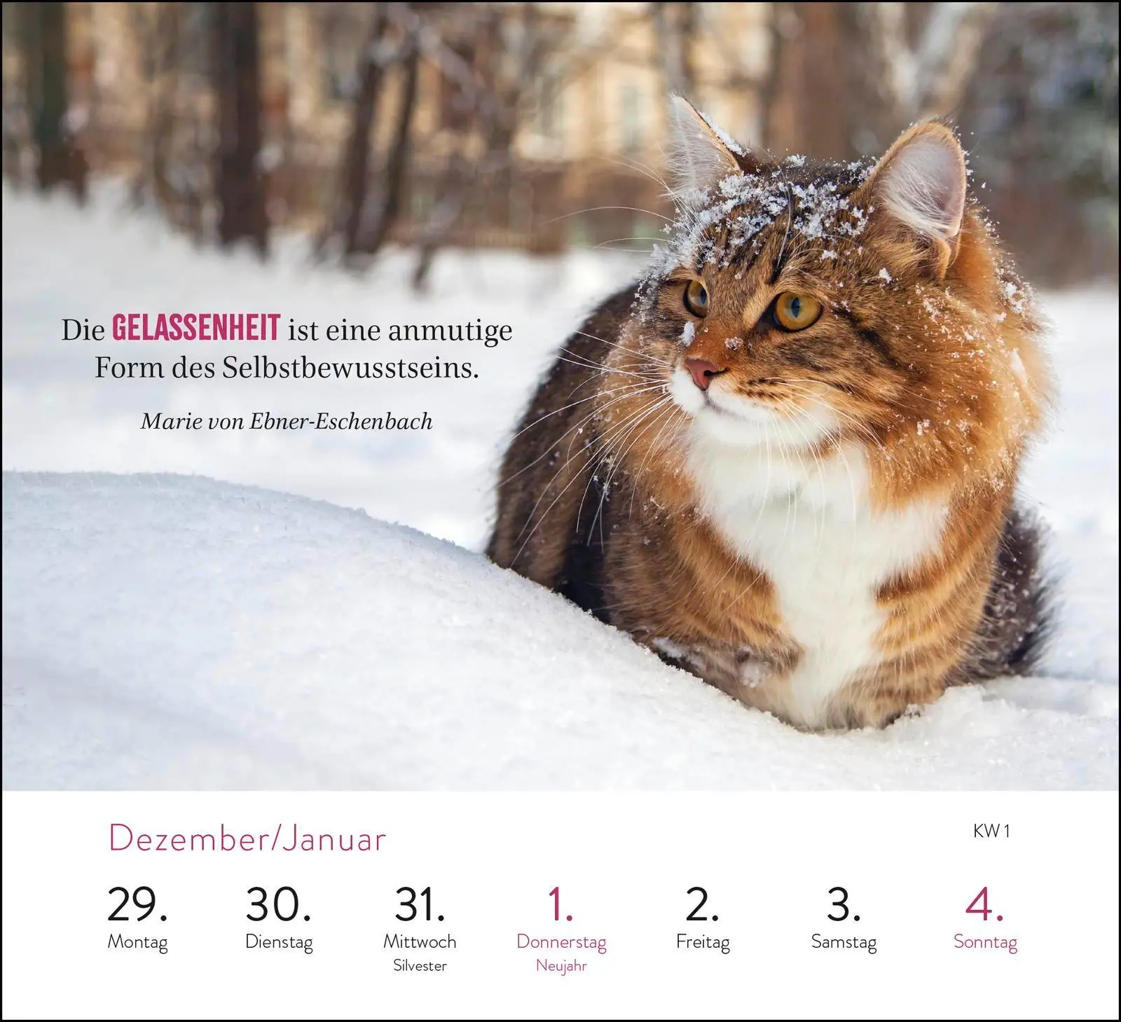 Bild: 4036442013892 | Wochenkalender 2026: Kluge Katzen | Groh Verlag | Kalender | 108 S.