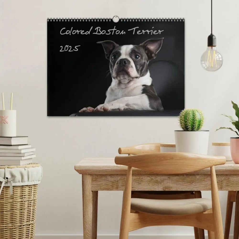 Bild: 9783435613892 | Colored Boston Terrier 2025 (Wandkalender 2025 DIN A3 quer),...
