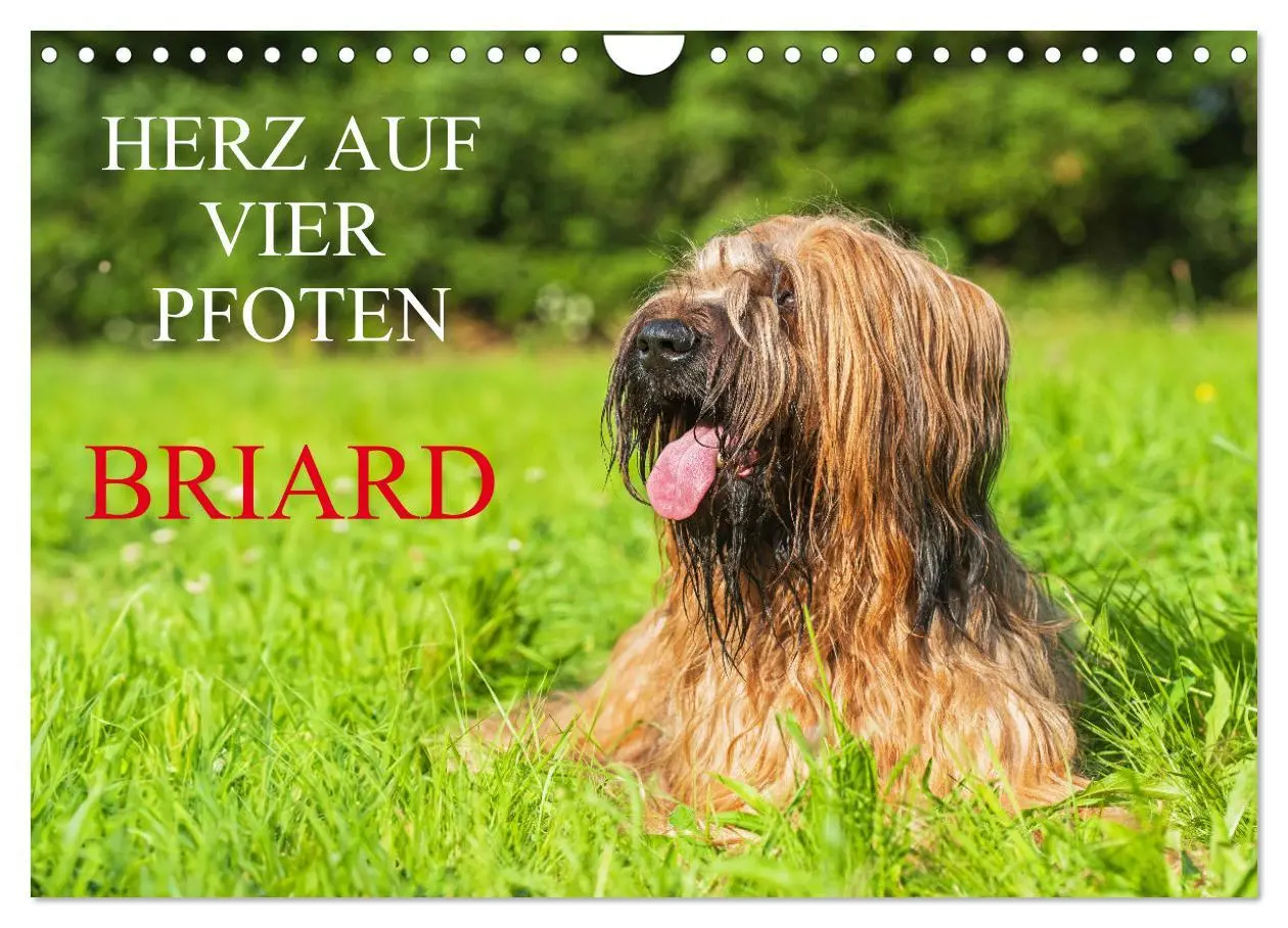 Cover: 9783457323892 | Herz auf vier Pfoten - Briard (Wandkalender 2026 DIN A4 quer),...