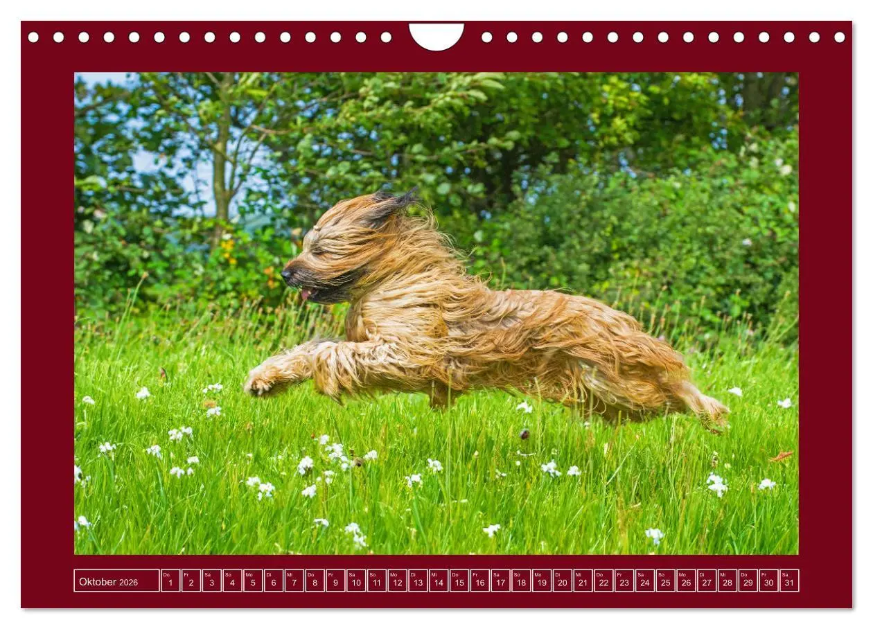 Bild: 9783457323892 | Herz auf vier Pfoten - Briard (Wandkalender 2026 DIN A4 quer),...