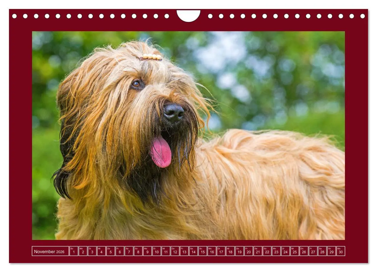 Bild: 9783457323892 | Herz auf vier Pfoten - Briard (Wandkalender 2026 DIN A4 quer),...