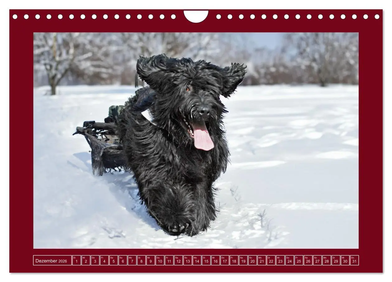 Bild: 9783457323892 | Herz auf vier Pfoten - Briard (Wandkalender 2026 DIN A4 quer),...