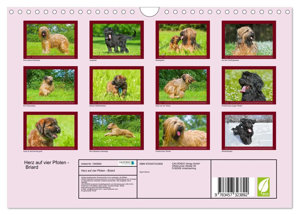 Bild: 9783457323892 | Herz auf vier Pfoten - Briard (Wandkalender 2026 DIN A4 quer),...