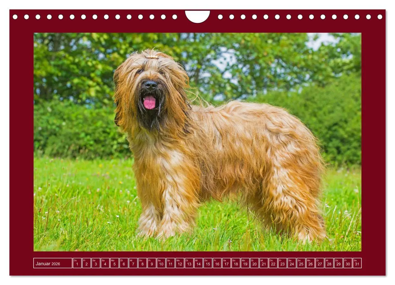 Bild: 9783457323892 | Herz auf vier Pfoten - Briard (Wandkalender 2026 DIN A4 quer),...