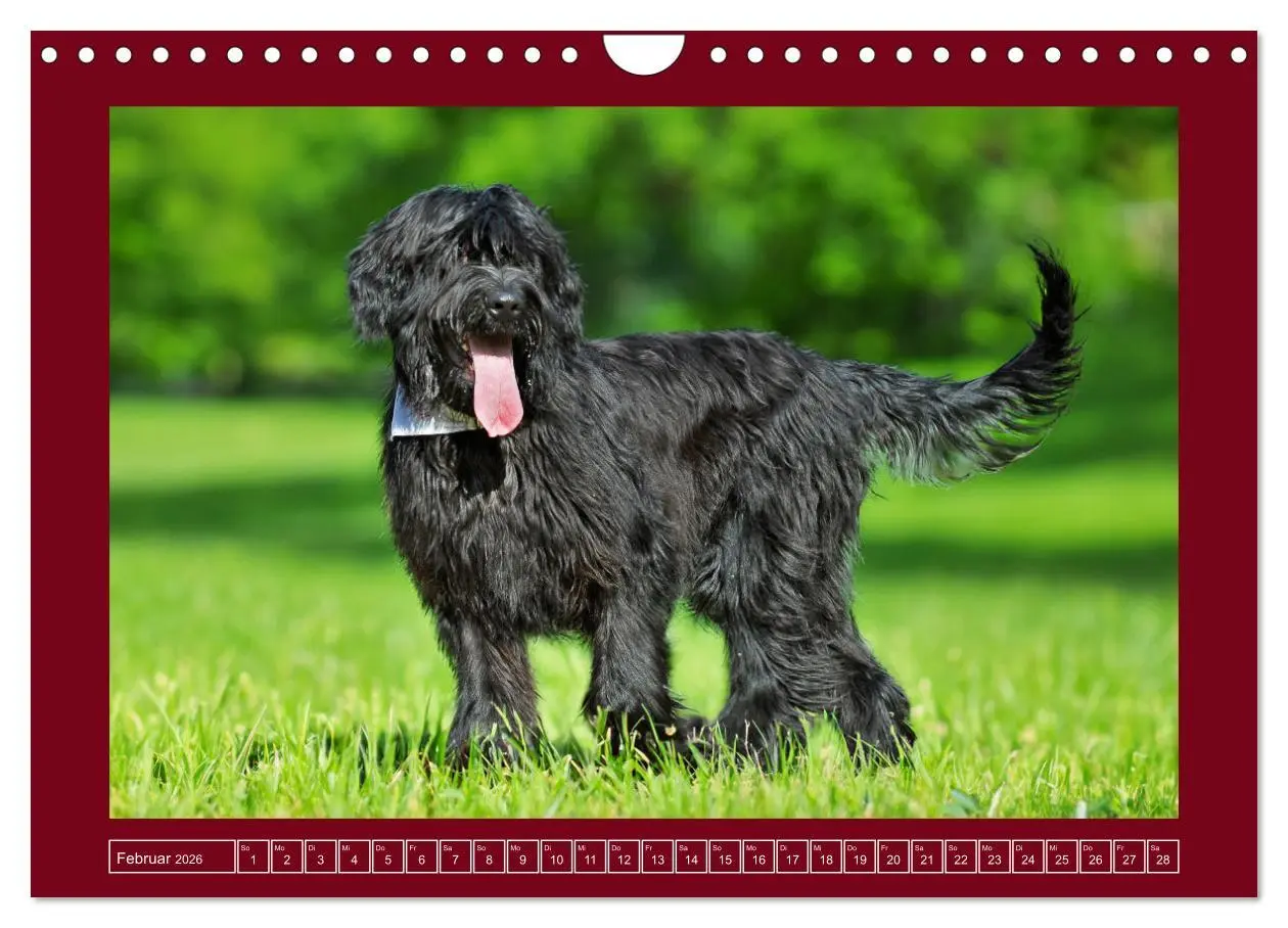 Bild: 9783457323892 | Herz auf vier Pfoten - Briard (Wandkalender 2026 DIN A4 quer),...