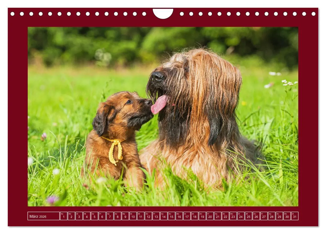 Bild: 9783457323892 | Herz auf vier Pfoten - Briard (Wandkalender 2026 DIN A4 quer),...