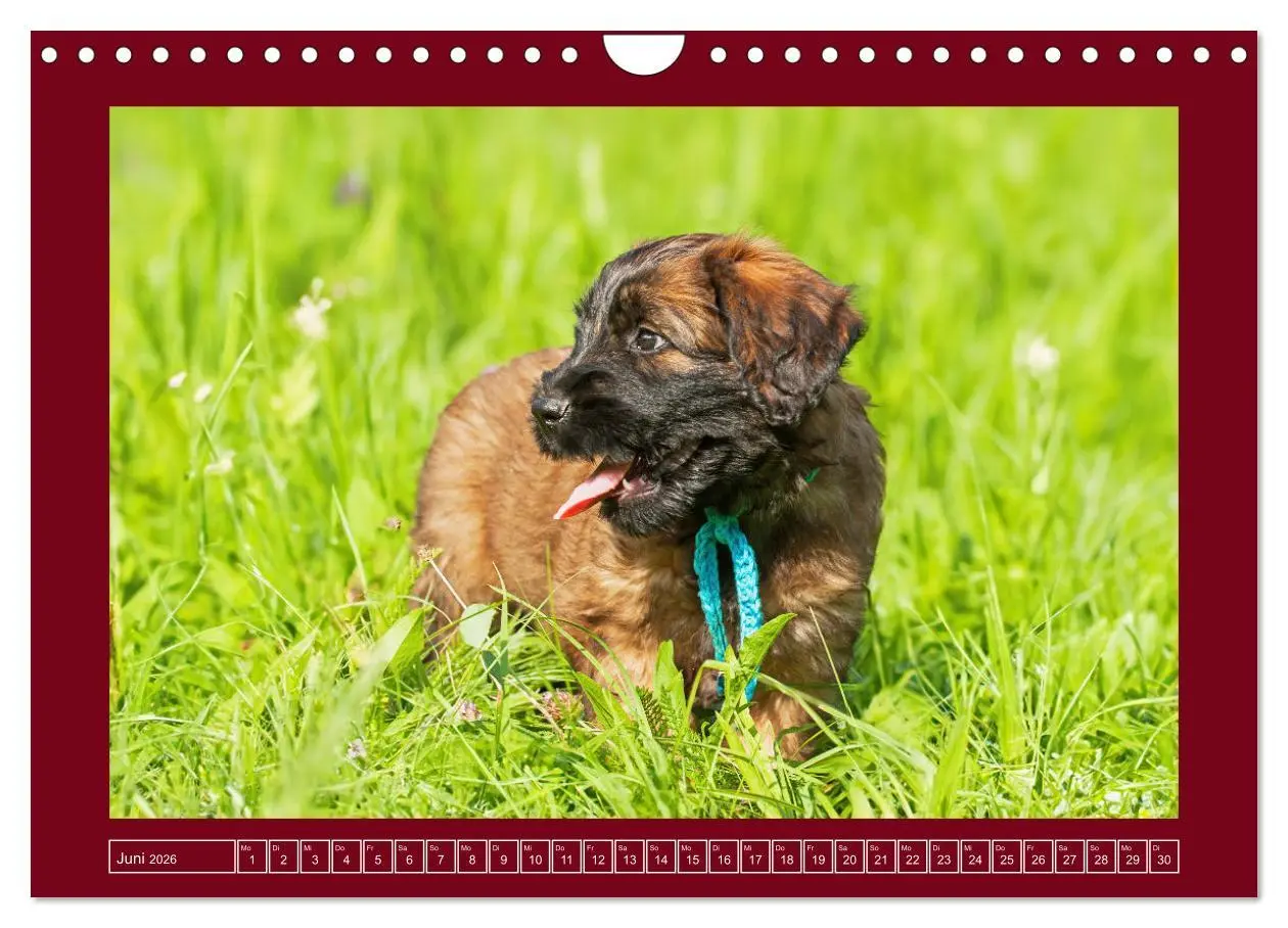 Bild: 9783457323892 | Herz auf vier Pfoten - Briard (Wandkalender 2026 DIN A4 quer),...