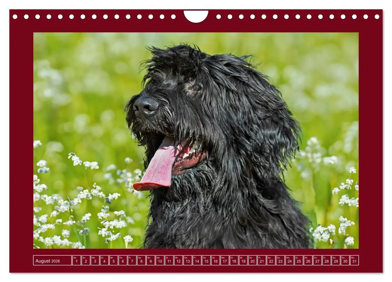 Bild: 9783457323892 | Herz auf vier Pfoten - Briard (Wandkalender 2026 DIN A4 quer),...