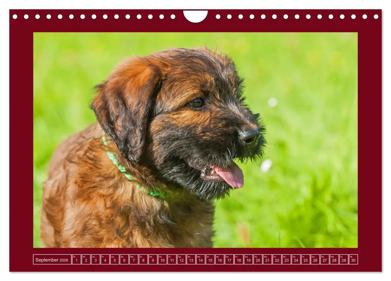 Bild: 9783457323892 | Herz auf vier Pfoten - Briard (Wandkalender 2026 DIN A4 quer),...