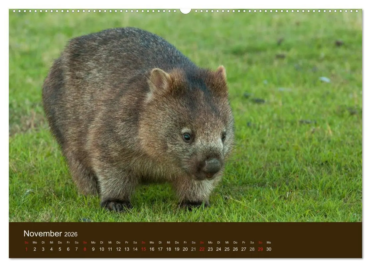 Bild: 9783516103892 | Beuteltiere Australiens (hochwertiger Premium Wandkalender 2026 DIN...