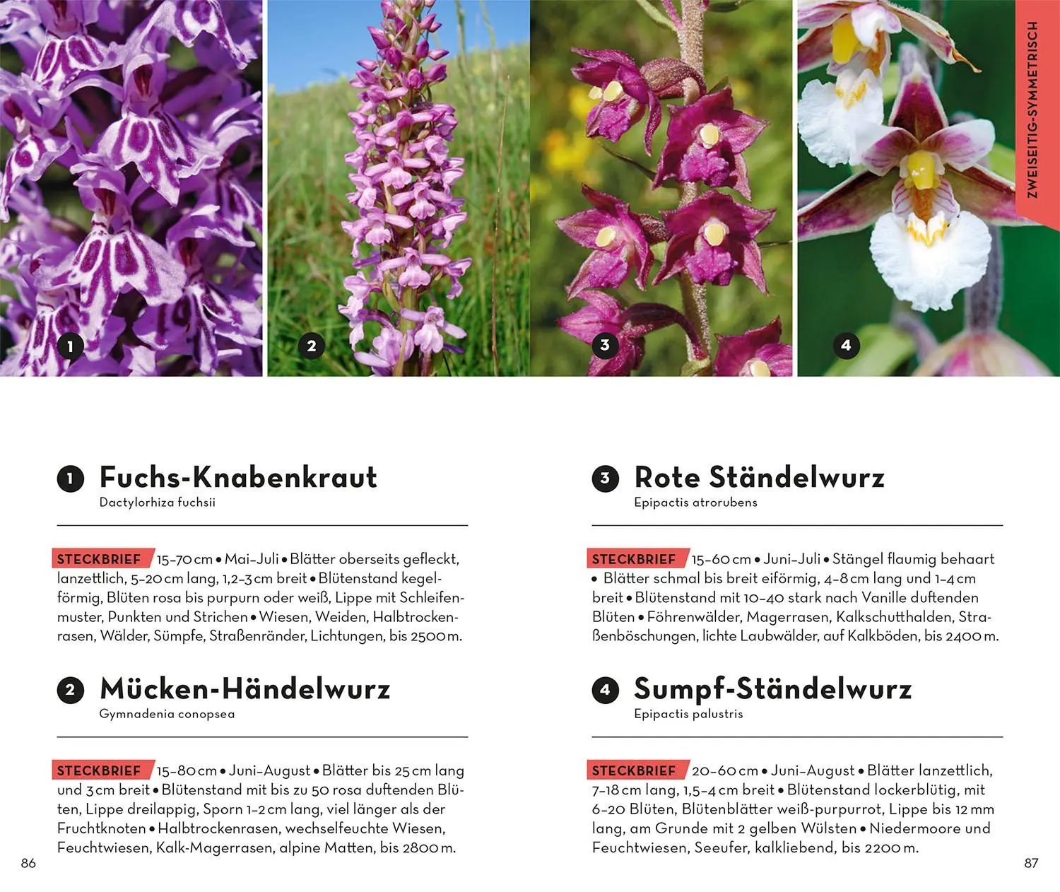 Bild: 9783440173992 | Basic Alpenblumen | einfach und sicher erkennen | Norbert Griebl