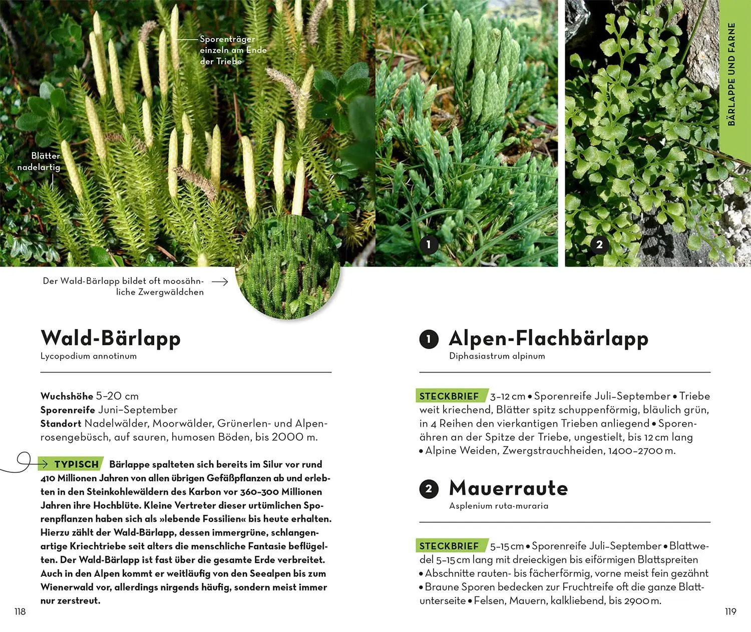 Bild: 9783440173992 | Basic Alpenblumen | einfach und sicher erkennen | Norbert Griebl