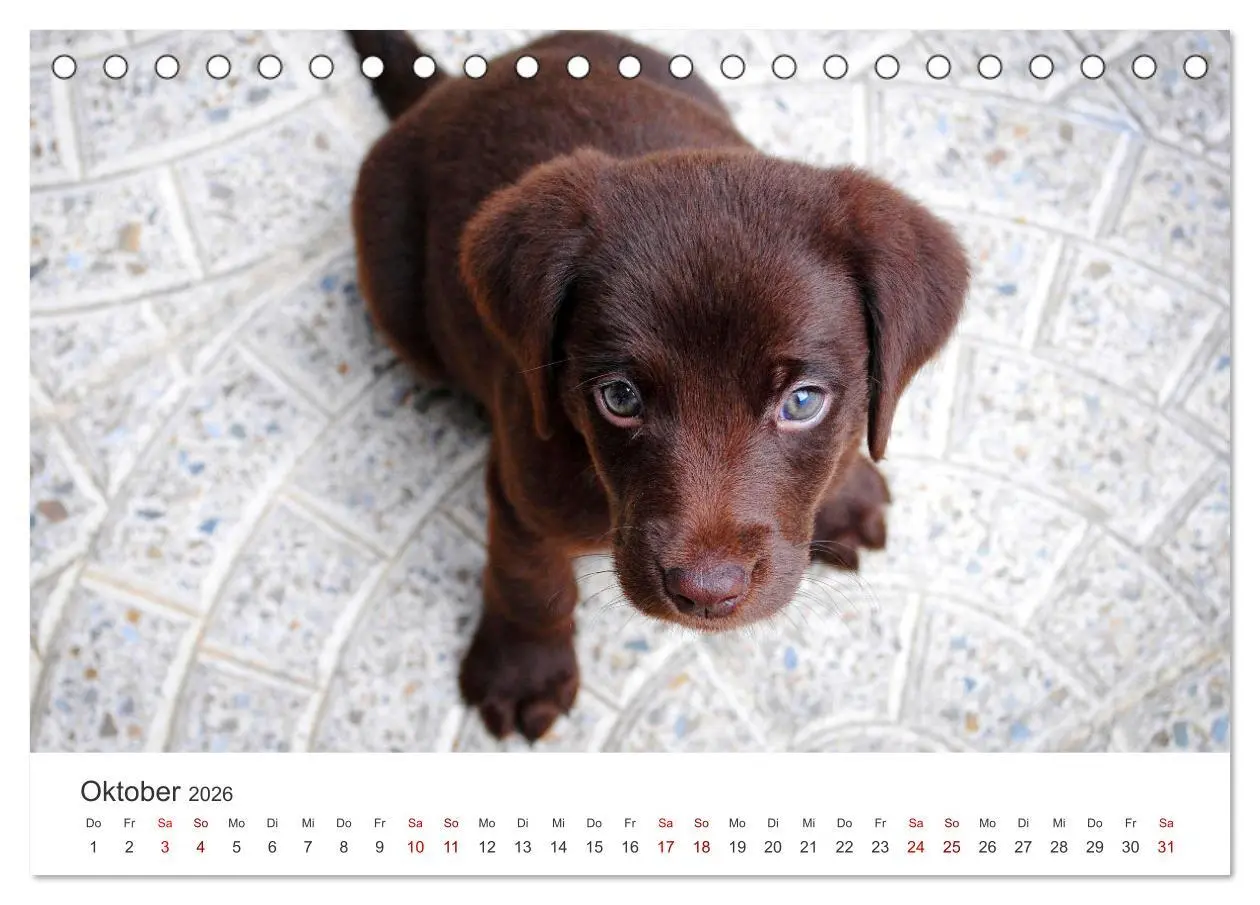 Bild: 9783457553992 | Puppies - Die niedlichsten Vierbeiner der Welt. (Tischkalender 2026...