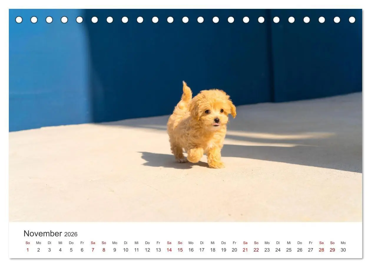 Bild: 9783457553992 | Puppies - Die niedlichsten Vierbeiner der Welt. (Tischkalender 2026...