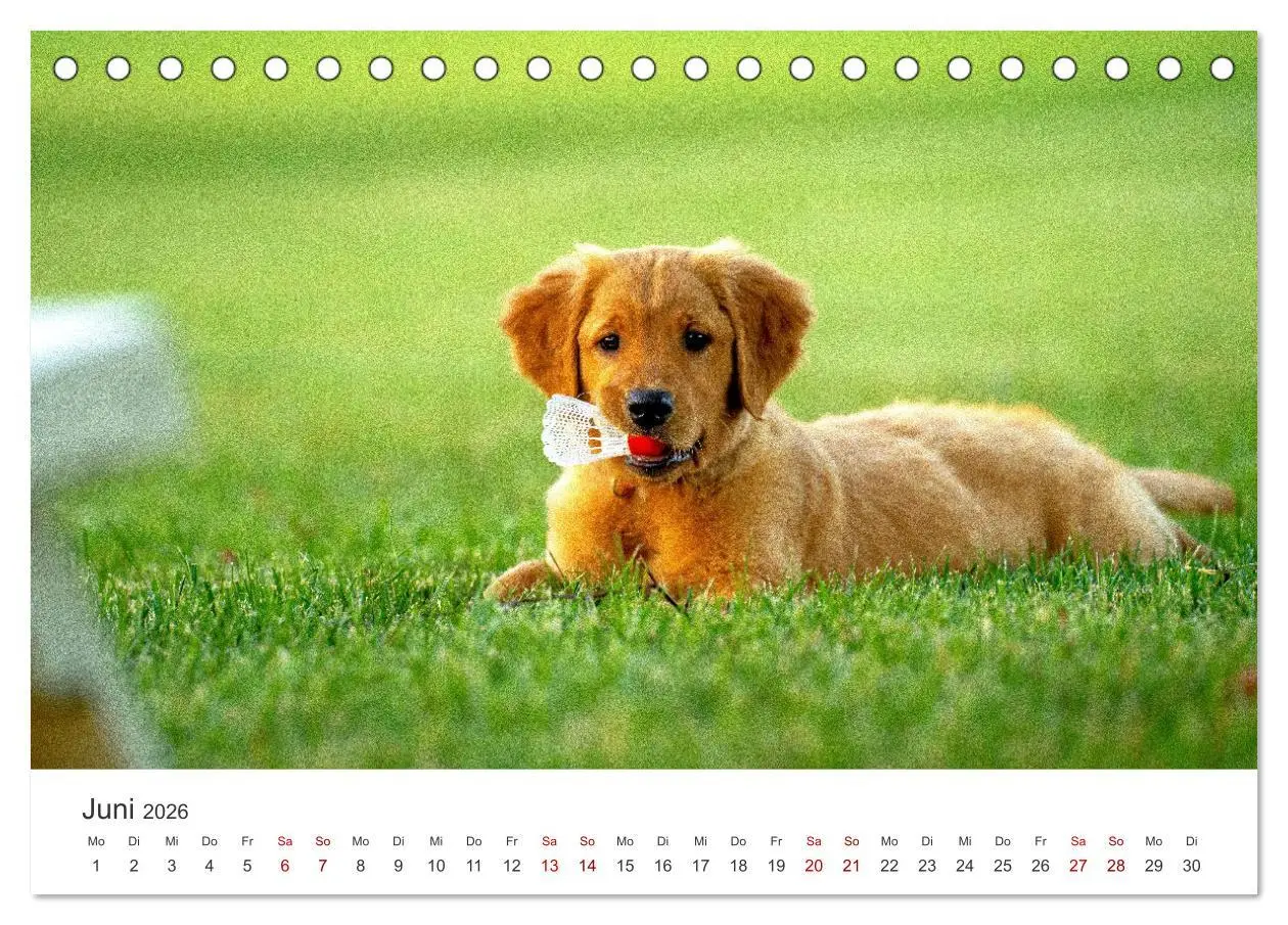 Bild: 9783457553992 | Puppies - Die niedlichsten Vierbeiner der Welt. (Tischkalender 2026...