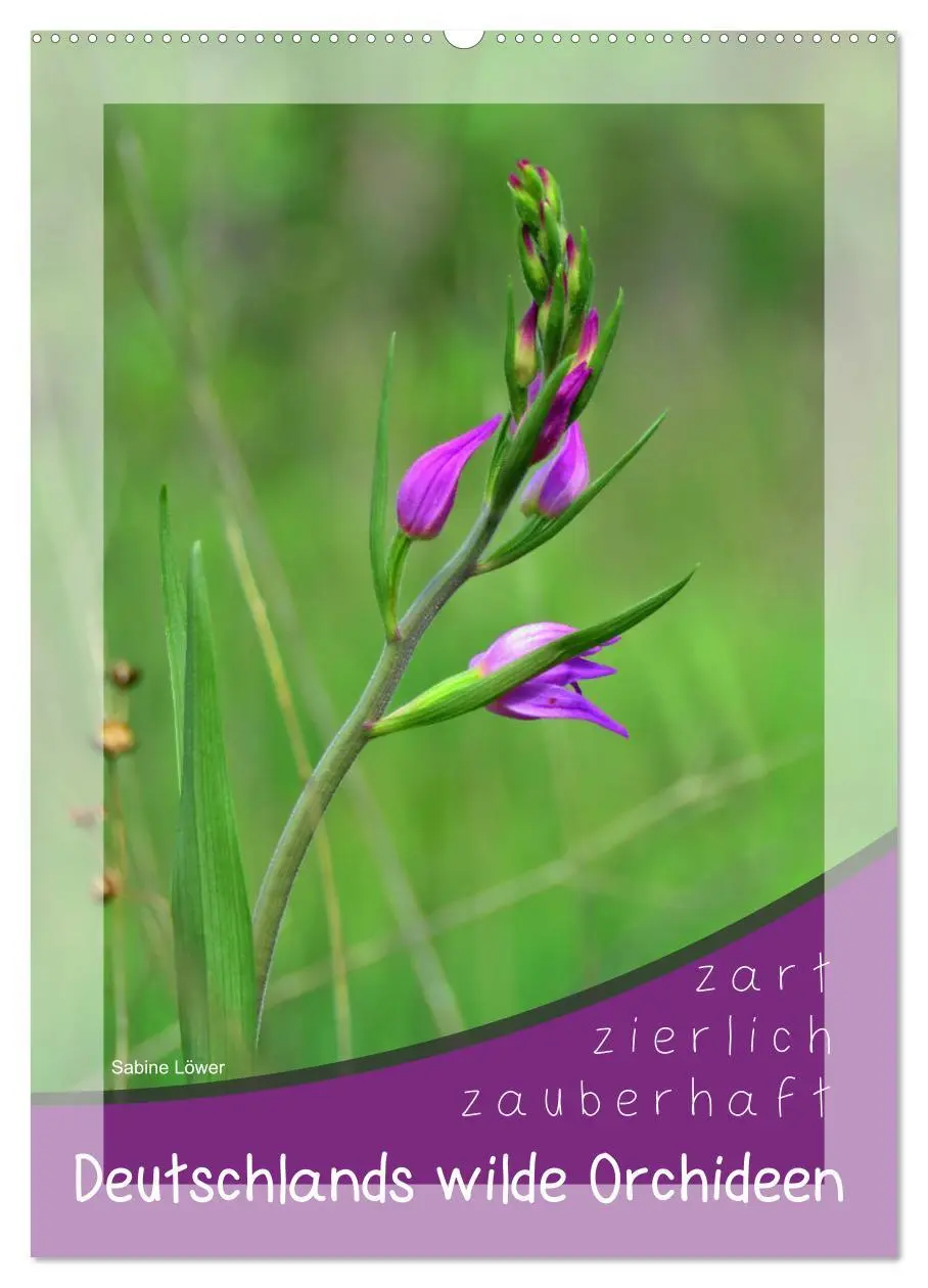 Cover: 9783516403992 | Deutschlands wilde Orchideen (Wandkalender 2026 DIN A2 hoch),...