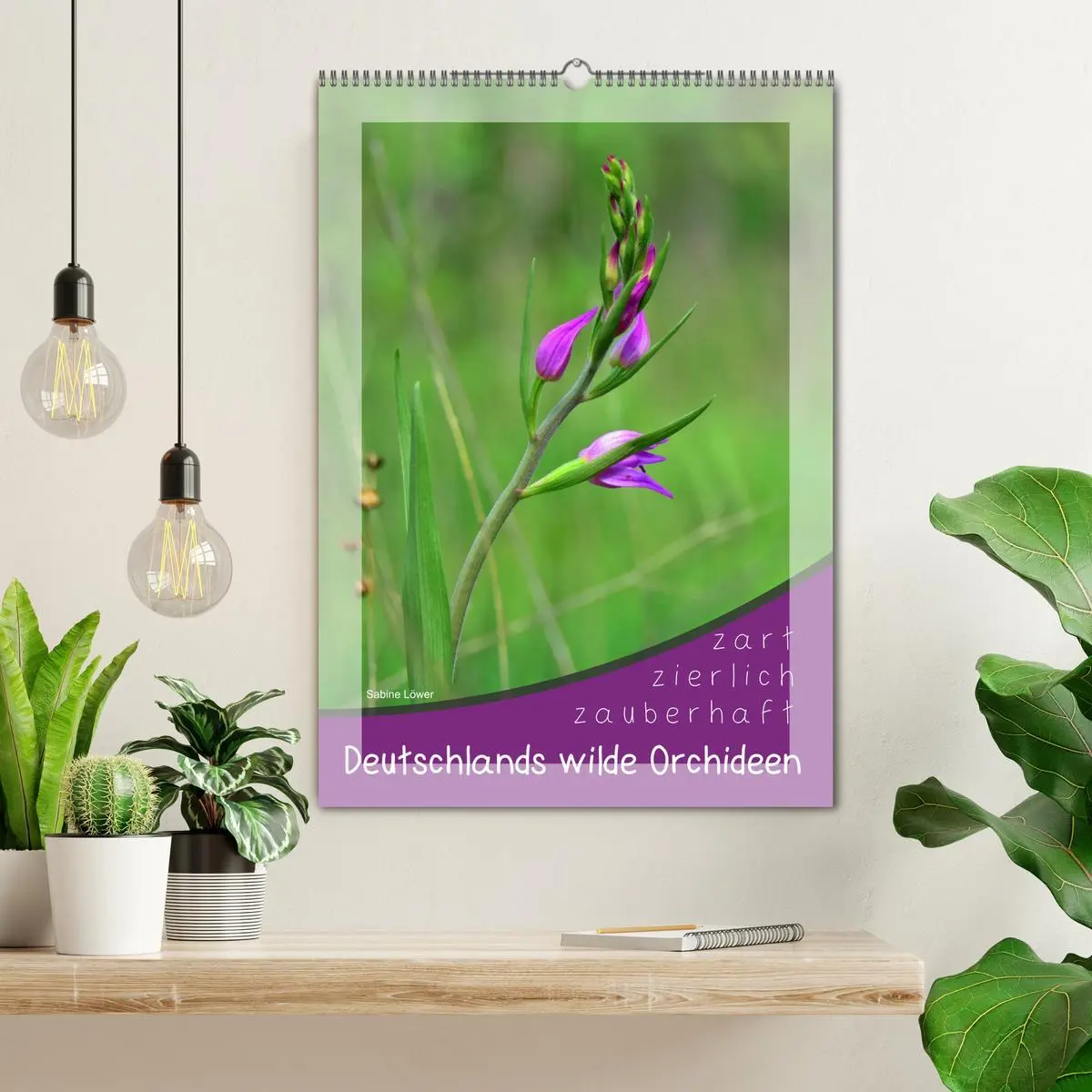Bild: 9783516403992 | Deutschlands wilde Orchideen (Wandkalender 2026 DIN A2 hoch),...