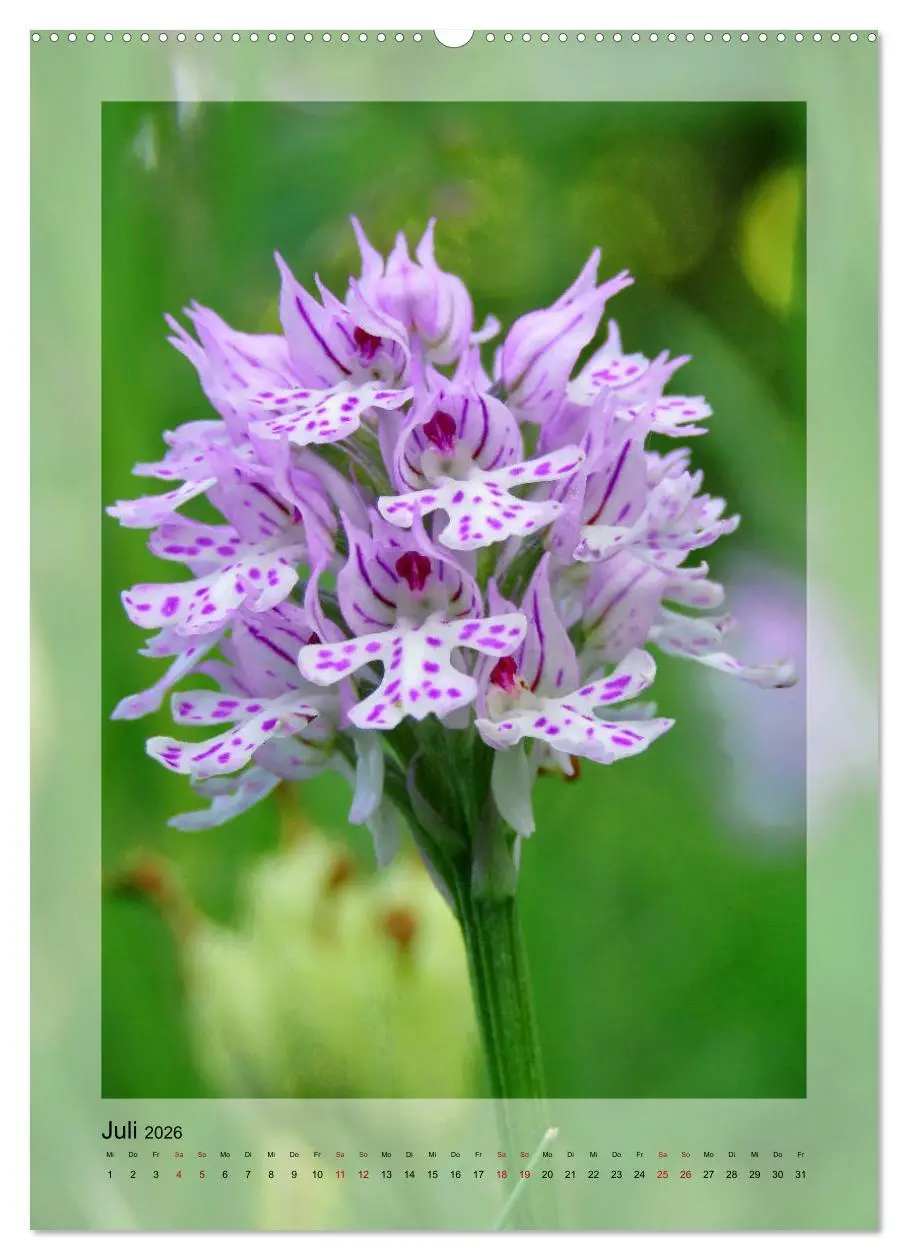Bild: 9783516403992 | Deutschlands wilde Orchideen (Wandkalender 2026 DIN A2 hoch),...