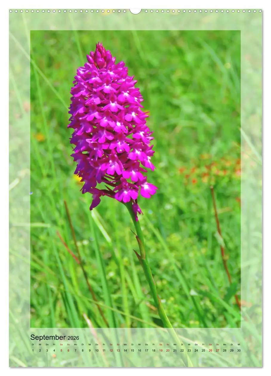 Bild: 9783516403992 | Deutschlands wilde Orchideen (Wandkalender 2026 DIN A2 hoch),...