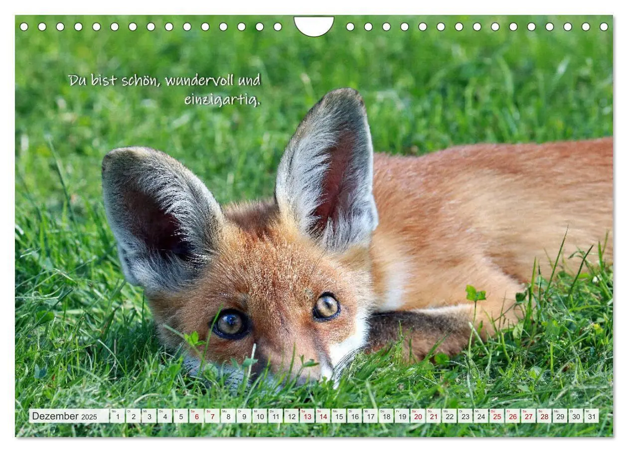 Bild: 9783435114092 | Freche Füchse - lustige Sprüche (Wandkalender 2025 DIN A4 quer),...