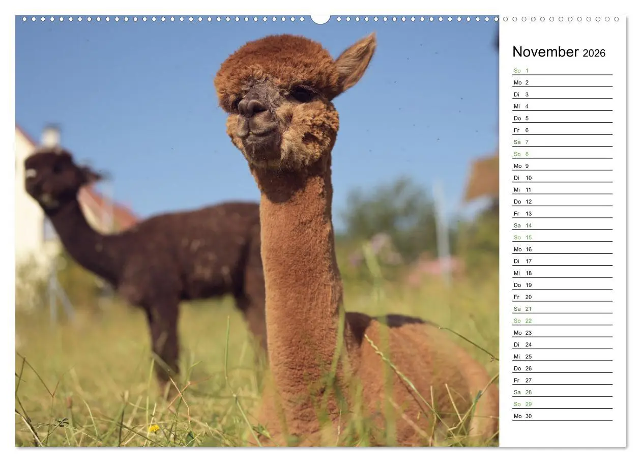 Bild: 9783457354292 | Alpakas im Paradies (hochwertiger Premium Wandkalender 2026 DIN A2...