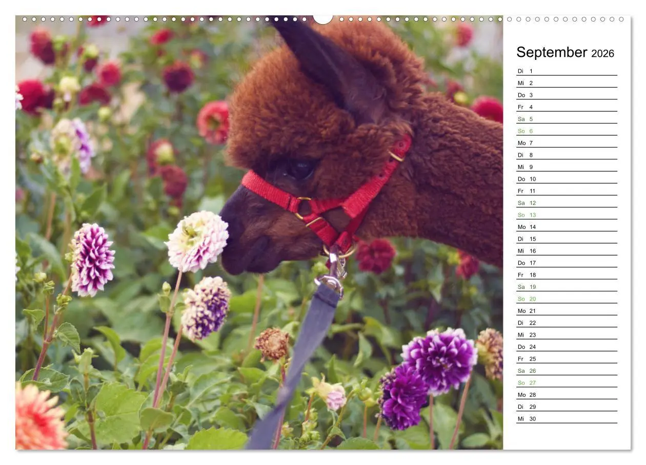 Bild: 9783457354292 | Alpakas im Paradies (hochwertiger Premium Wandkalender 2026 DIN A2...