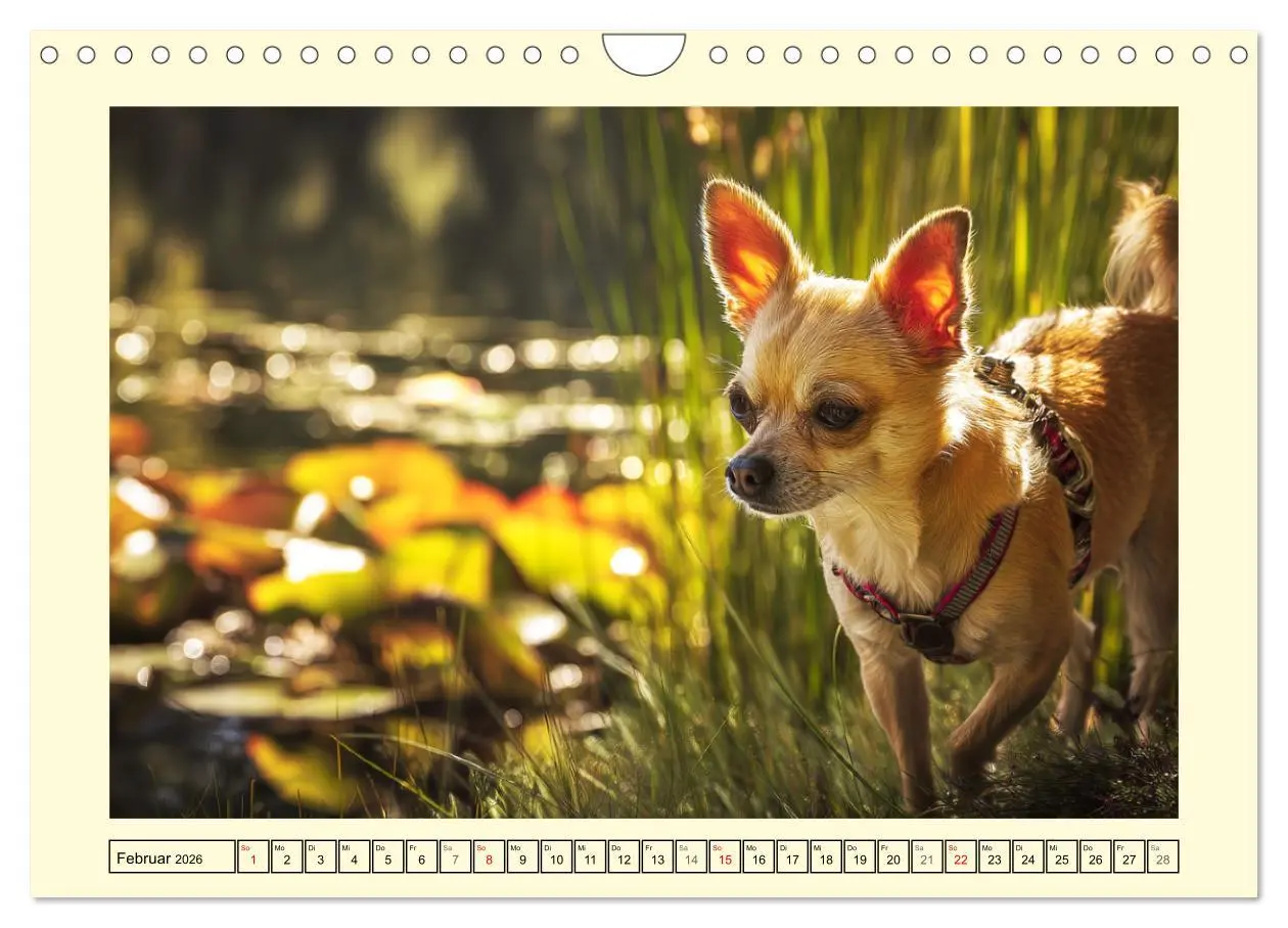 Bild: 9783457734292 | Reizende Chihuahuas. Winzige Hunde mit riesigem Ego und Grips...