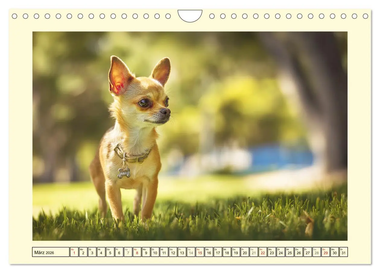 Bild: 9783457734292 | Reizende Chihuahuas. Winzige Hunde mit riesigem Ego und Grips...