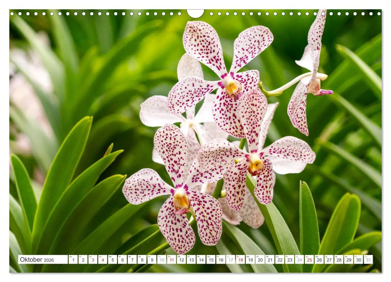 Bild: 9783457274392 | Orchidaceae - Orchideen (Wandkalender 2026 DIN A3 quer), CALVENDO...