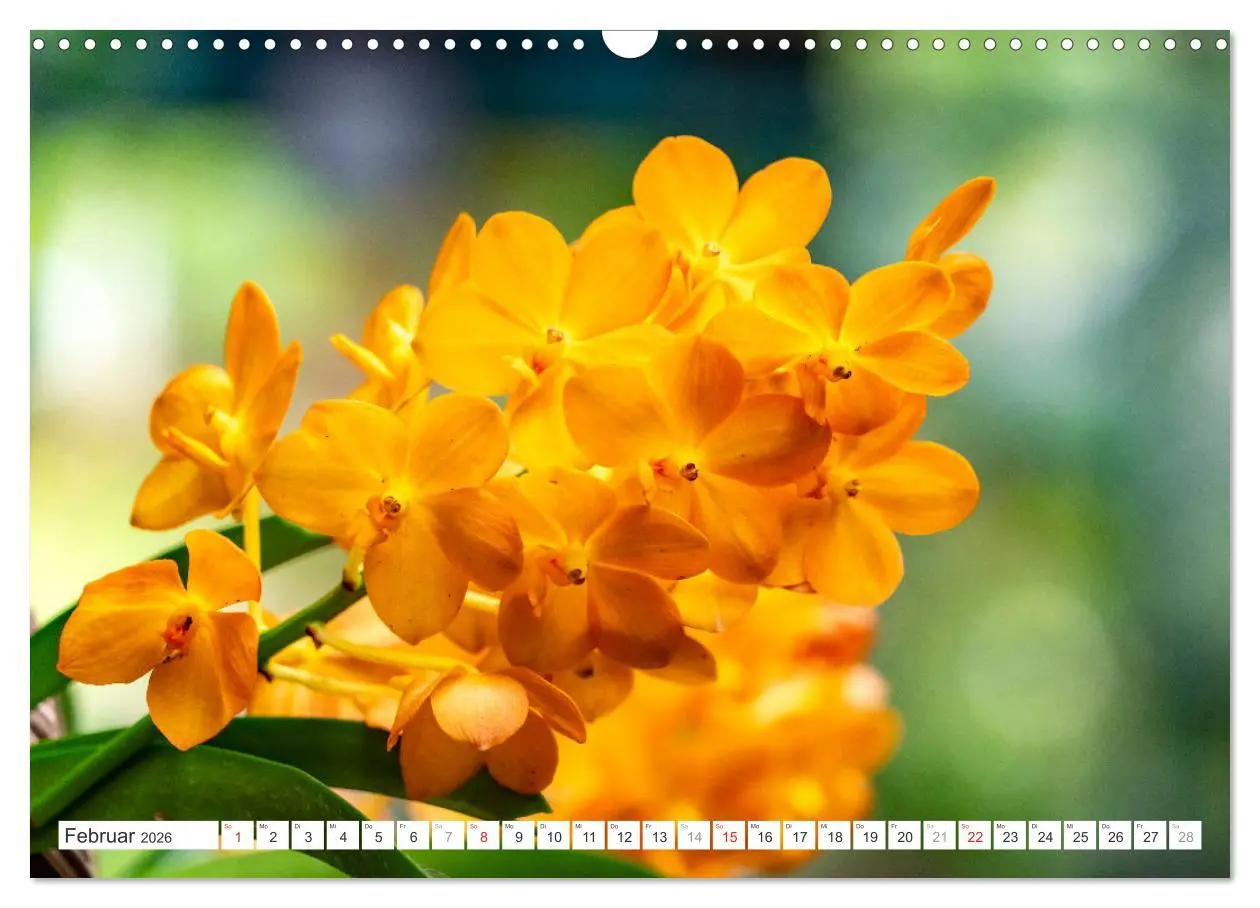 Bild: 9783457274392 | Orchidaceae - Orchideen (Wandkalender 2026 DIN A3 quer), CALVENDO...