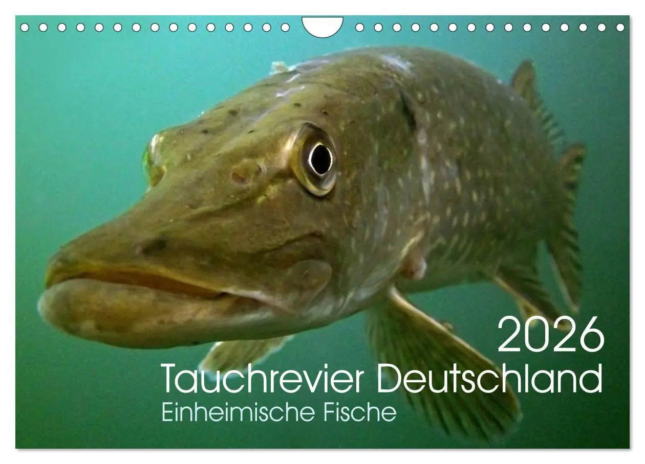 Cover: 9783516024692 | Tauchrevier Deutschland (Wandkalender 2026 DIN A4 quer), CALVENDO...