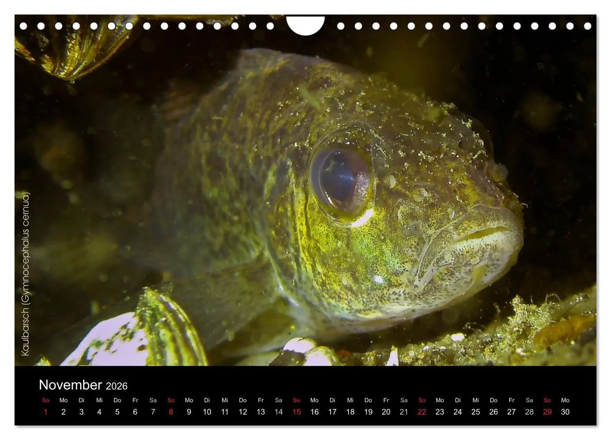 Bild: 9783516024692 | Tauchrevier Deutschland (Wandkalender 2026 DIN A4 quer), CALVENDO...