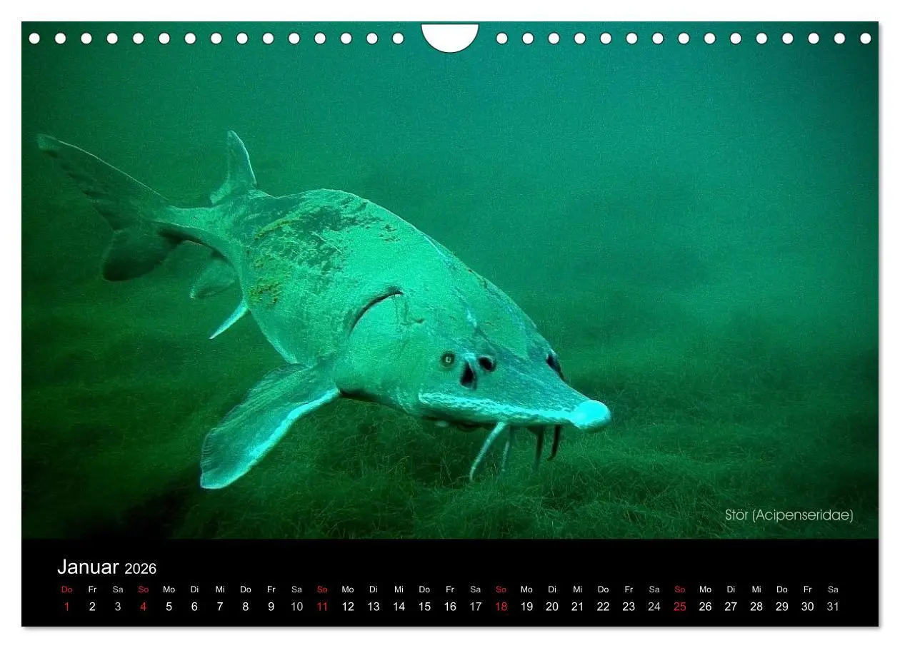 Bild: 9783516024692 | Tauchrevier Deutschland (Wandkalender 2026 DIN A4 quer), CALVENDO...